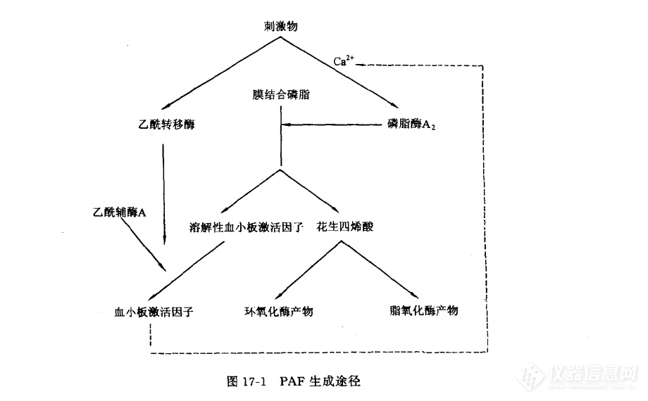 血小板激活因子（platelet activating factor，PAF）生成途径