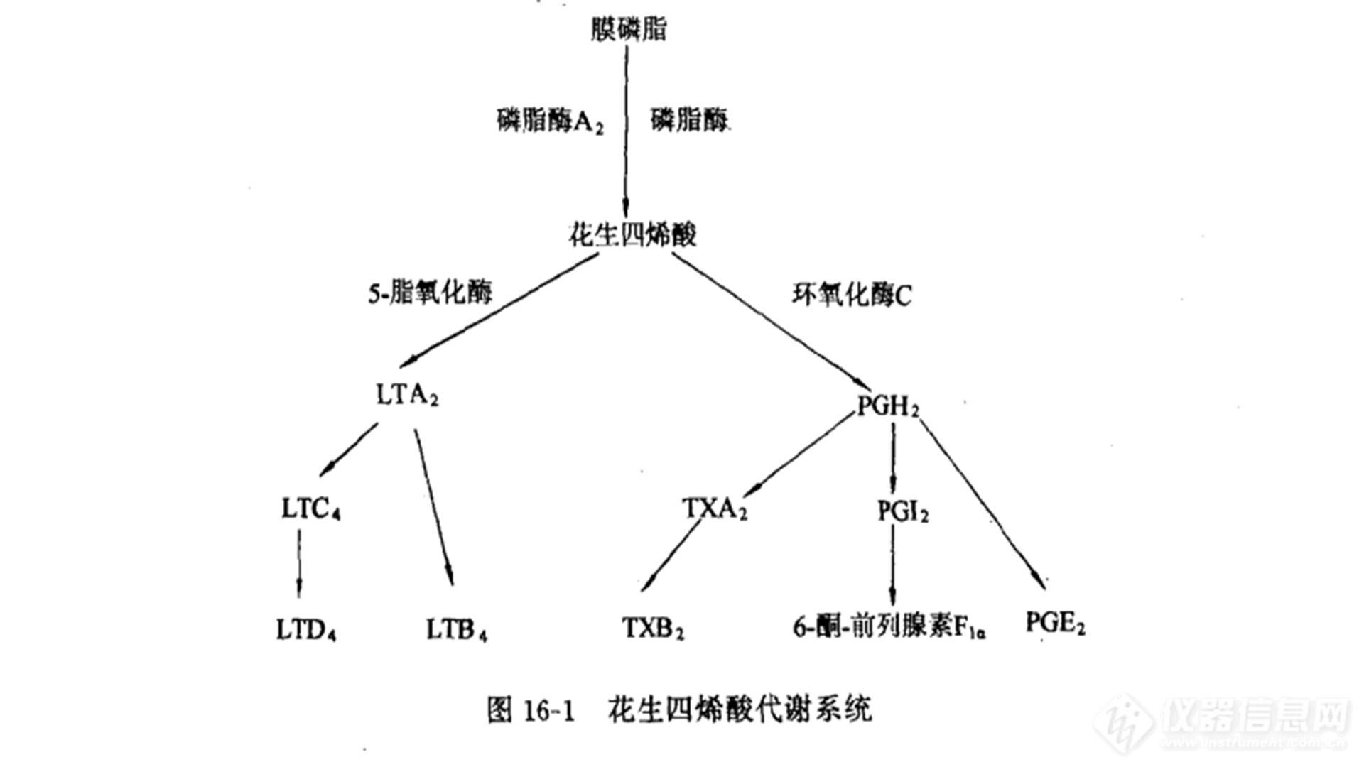 花生四烯酸的环氧化酶产物