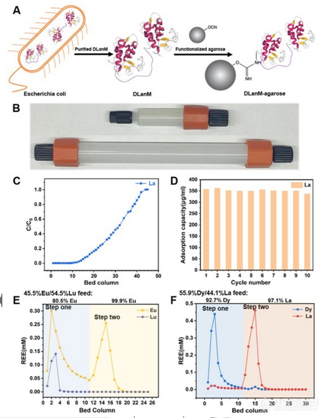 《AM》清华大学刘凯研究员、张洪杰院士实现高纯稀土产品主动生物合成