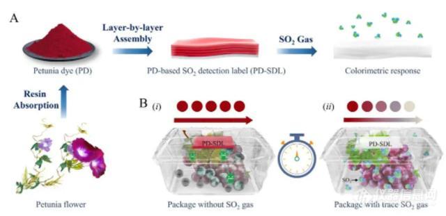 天津科技大学研制SO2比色检测标签，助力破解微生物侵染食物难题