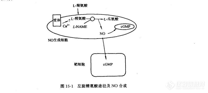 左旋精氨酸途径及NO合成