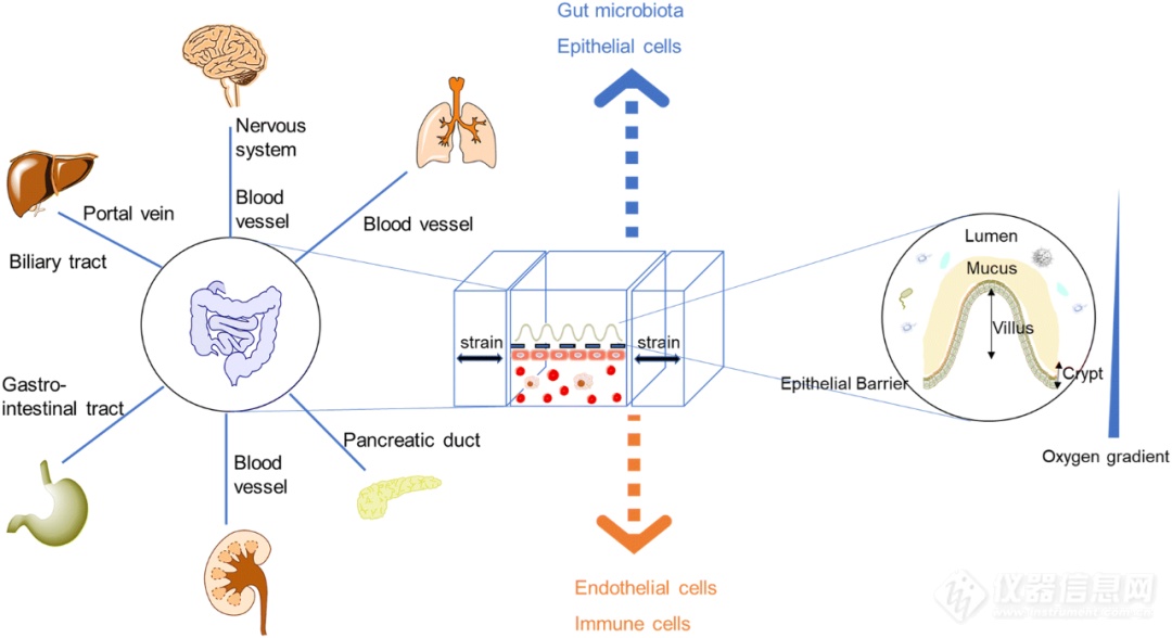 清华大学梁琼麟团队: 类器官/器官芯片-肠道病理生理学模型前沿进展