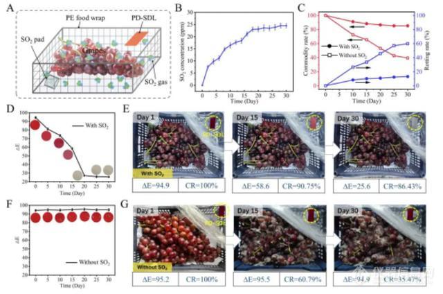 天津科技大学研制SO2比色检测标签，助力破解微生物侵染食物难题