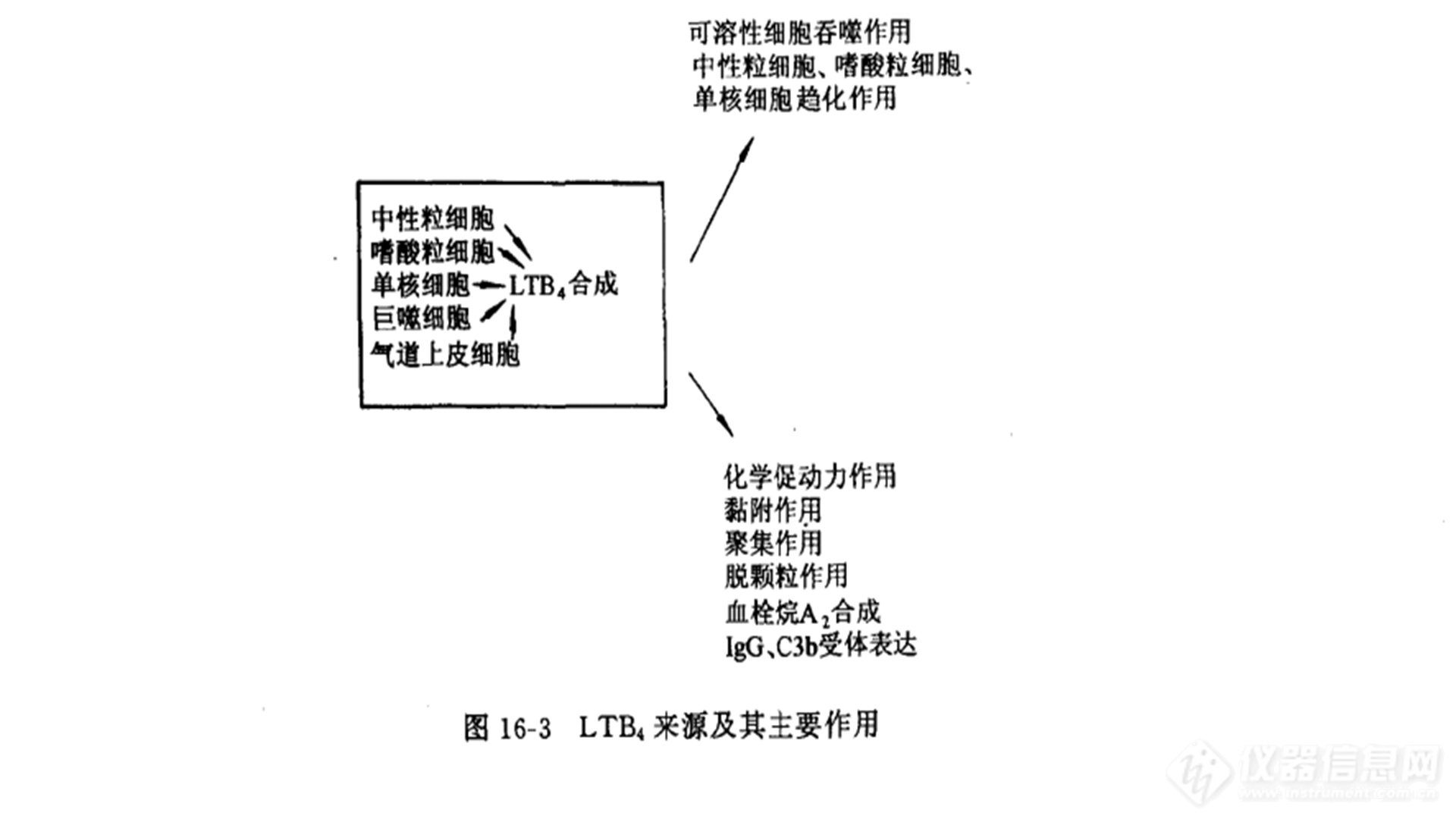 花生四烯酸的脂氧化酶代谢产物