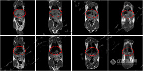 低场核磁共振技术在造影剂与动物成像中的应用
