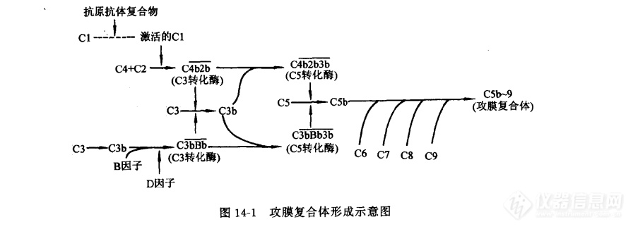 攻膜复合体形成示意图