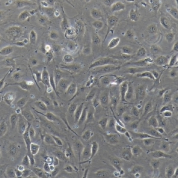Bio-132555 狗脐静脉内皮细胞