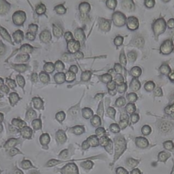 kk-1 小鼠颗粒细胞系
