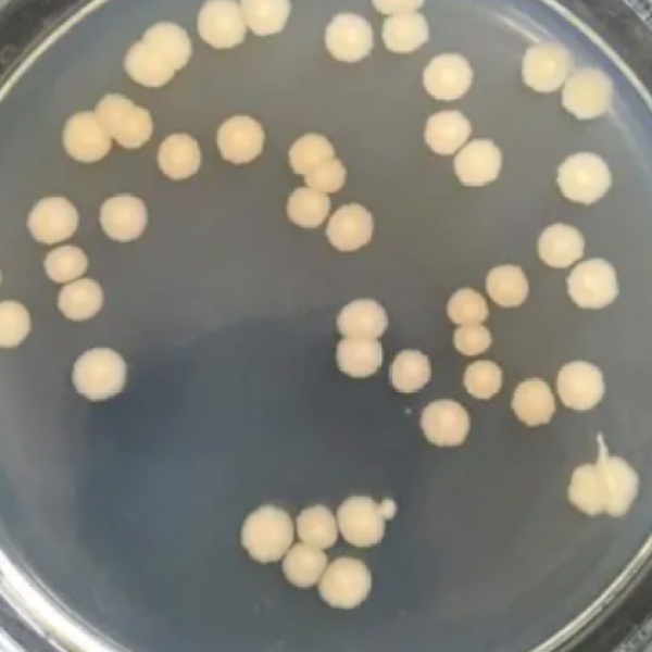 Bio-53048 耐盐芽孢杆菌