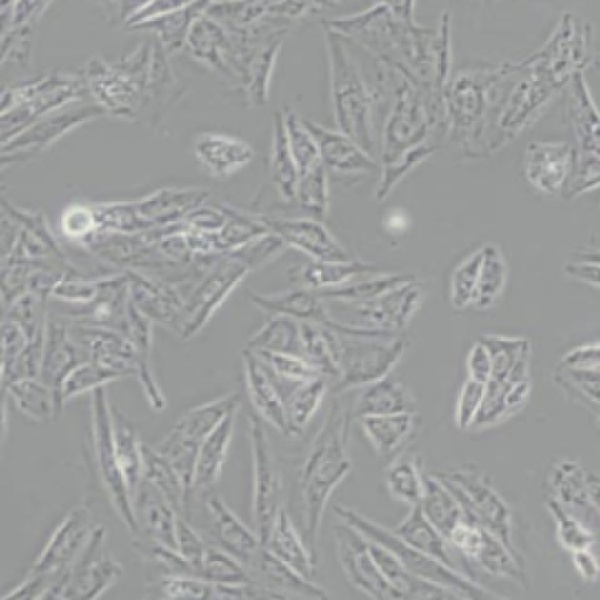 Bio-73697 大鼠心肌细胞