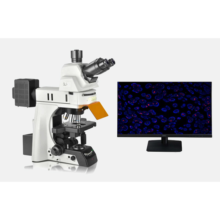 电动荧光显微镜NE930-FL