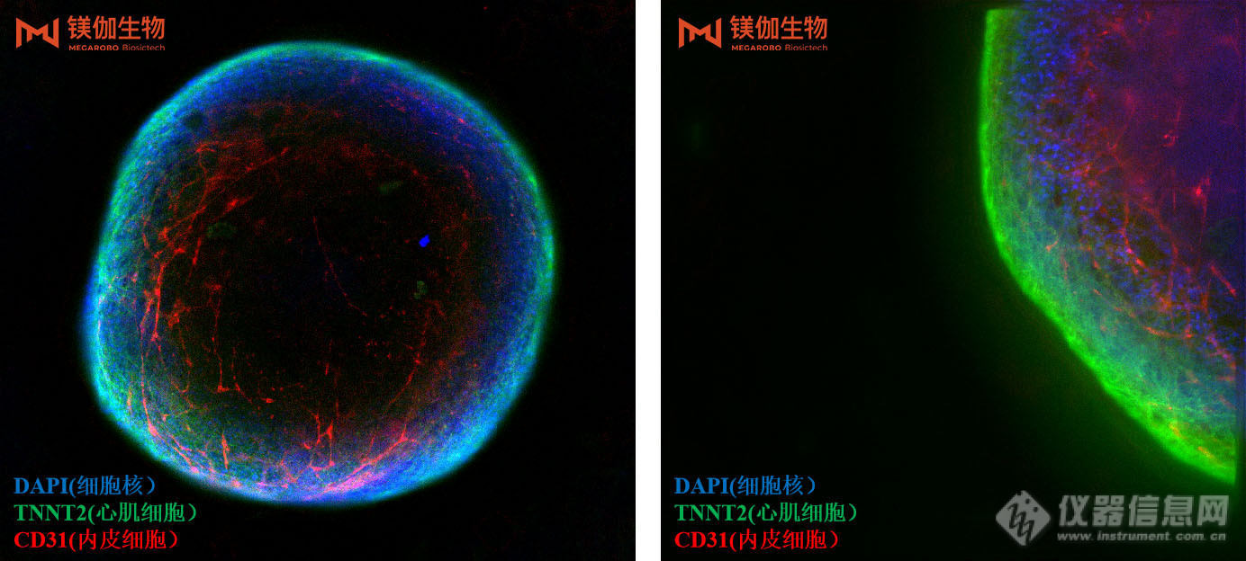 镁伽生物类器官试剂盒助力高效培养类器官