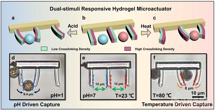 飞秒激光直写双刺激协同响应的水凝胶微致动器研究获进展