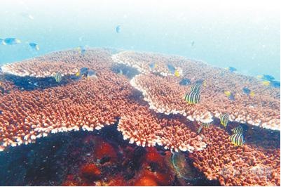 Manta多参数水质仪成功用于广西北海涠洲岛海域珊瑚礁监测