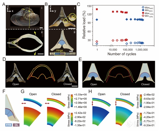 俞书宏院士团队和吴恒安教授团队成功揭示淡水河蚌铰链中可变形硬组织耐疲劳机制