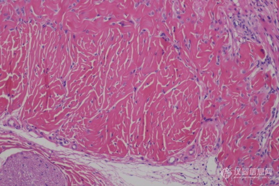 生物显微镜ML31_3.jpg