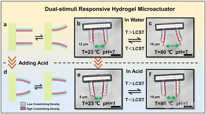 飞秒激光直写双刺激协同响应的水凝胶微致动器研究获进展