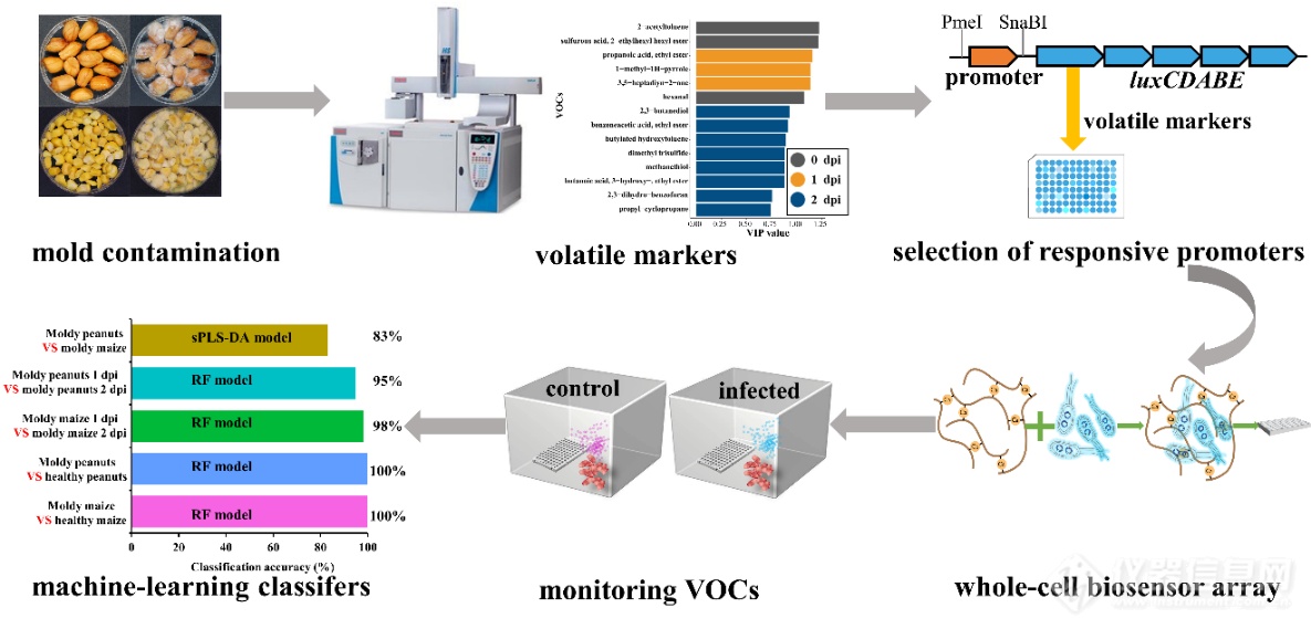 粮油减损与真菌毒素防控创新团队开发一种基于全细胞生物传感器阵列的无损高准确度监测粮食霉变新技术