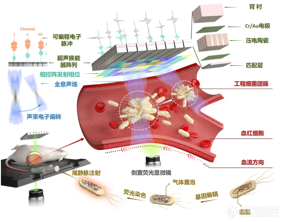 深圳先进院开发出相控阵全息声镊在体操控细胞新技术