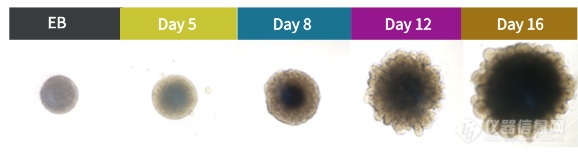 镁伽生物类器官试剂盒助力高效培养类器官