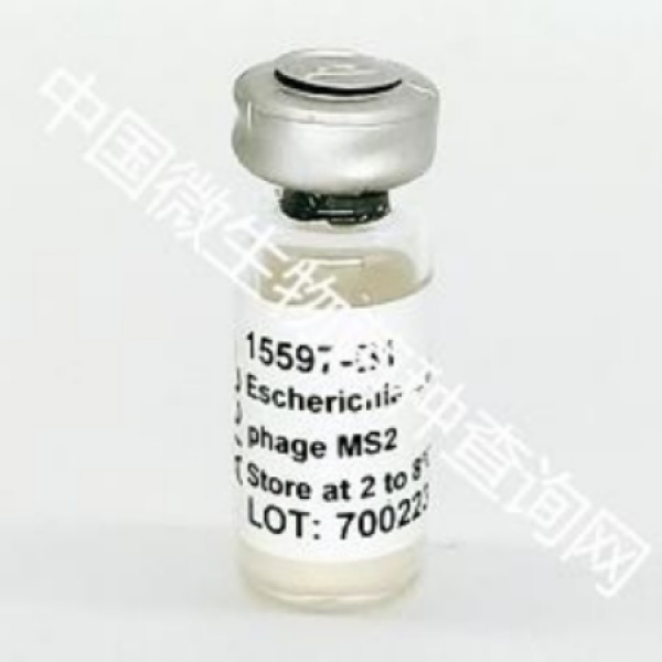 醋化醋杆菌 Acetobacter aceti	