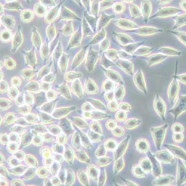 L-Cell 小鼠皮下结缔组织细胞