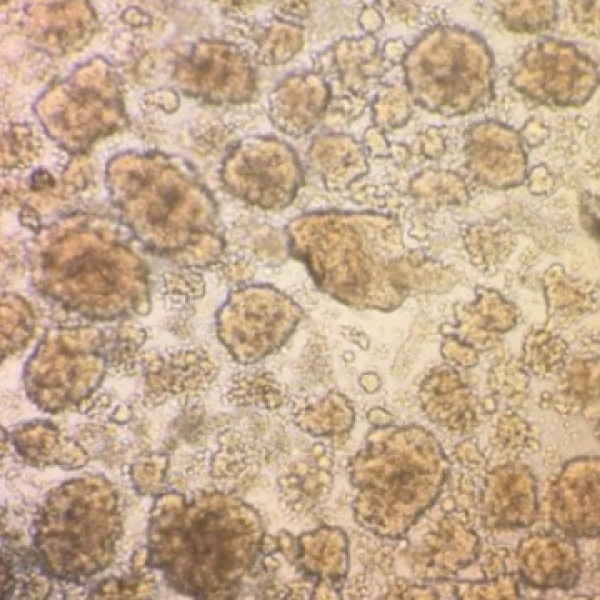 Bio-73638 大鼠胰腺星状细胞