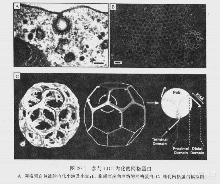 参与LDL内化的网格蛋白