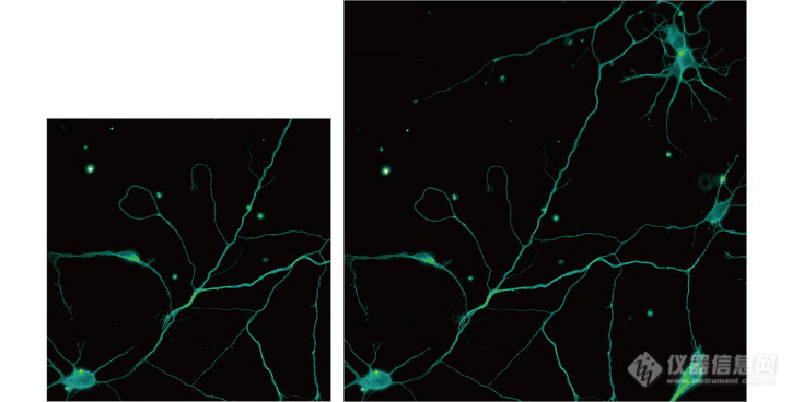 神经元培养物染色的微管