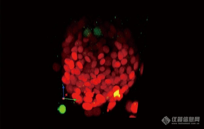 NMuMG / Fucci2细胞三维重建图像