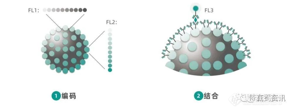 发光向左，荧光向右：微球流式荧光未来在何方？