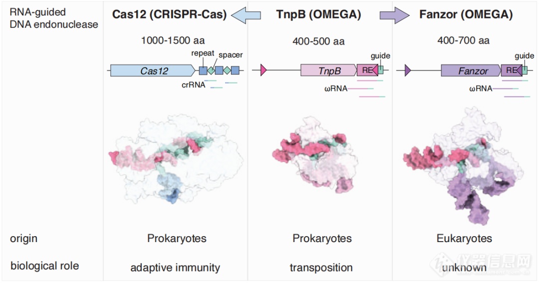 张锋《自然》重磅：首次在真核生物中找到类Cas蛋白