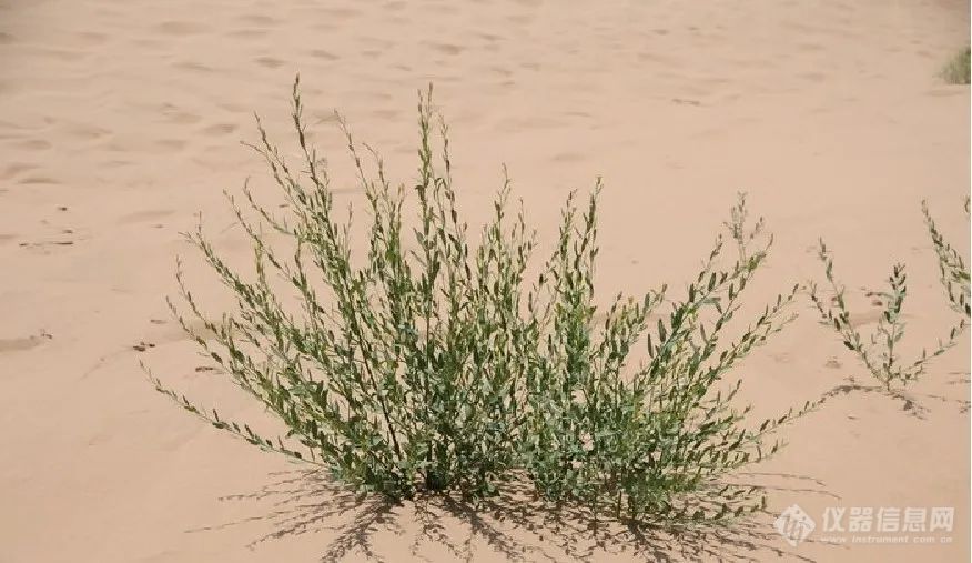 LI-2100 | 基于稳定同位素分析毛乌素沙地东北部不同林龄人工沙柳的水分利用来源