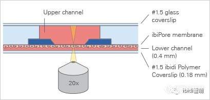 ibiPore可视化的Transwell:可实时观察流动、剪切力作用下细胞迁移、侵袭、细胞间相互作用