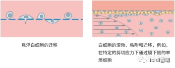 ibiPore可视化的Transwell:可实时观察流动、剪切力作用下细胞迁移、侵袭、细胞间相互作用