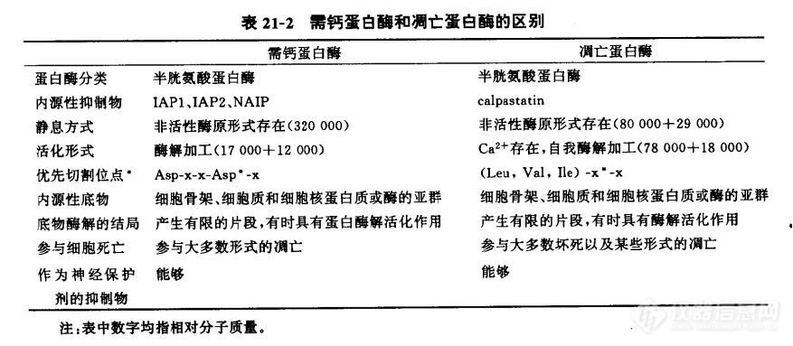 凋亡的生化变化之需钙蛋白酶