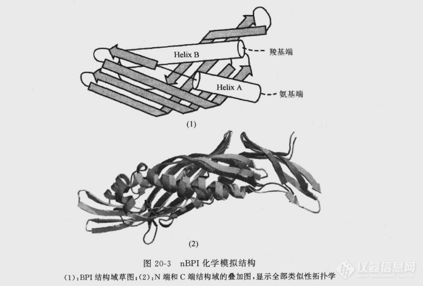 图20-3nBPI化学模拟结构