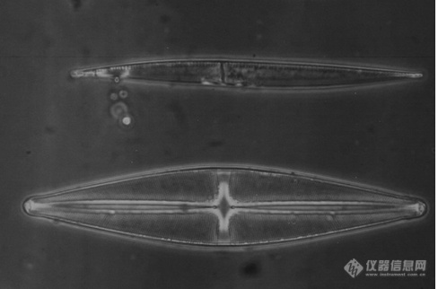 实验级倒置生物显微镜 生物显微镜LK-90-徕科光学-新品