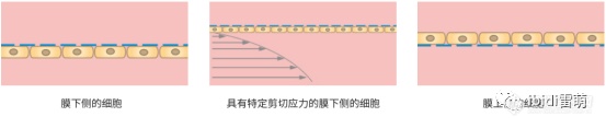 ibiPore可视化的Transwell:可实时观察流动、剪切力作用下细胞迁移、侵袭、细胞间相互作用