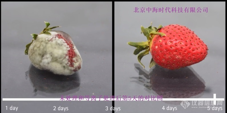 O3 MediPlas处理草莓5天-1CSTS对比无臭氧内容.jpg