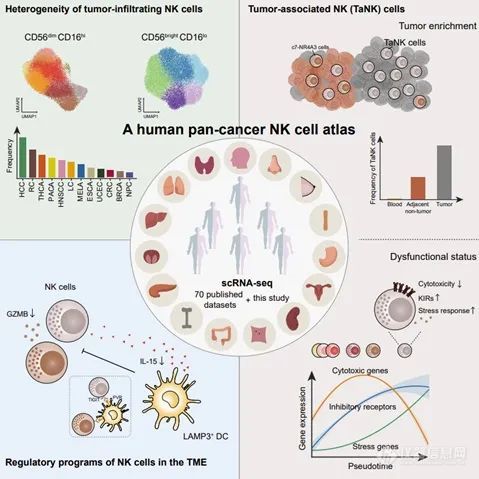 Cell:北大张泽民团队揭示泛癌种自然杀伤细胞异质性