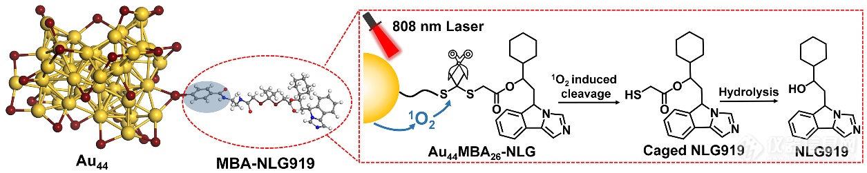 图1 Au44MBA26 NCs的结构及近红外光激活机制。.png