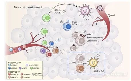 Cell:北大张泽民团队揭示泛癌种自然杀伤细胞异质性