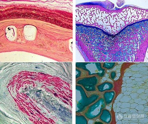 双光子3D组织切割成像系统顺利落户，为组织切片研究注入新动力！