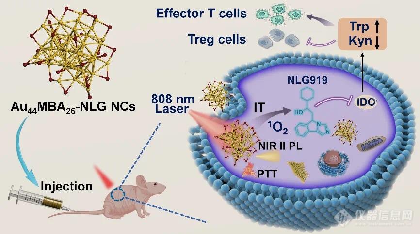 NirVivo系统应用分享|Au44团簇配体功能化用于NIR-II荧光成像引导的光激活肿瘤免疫治疗