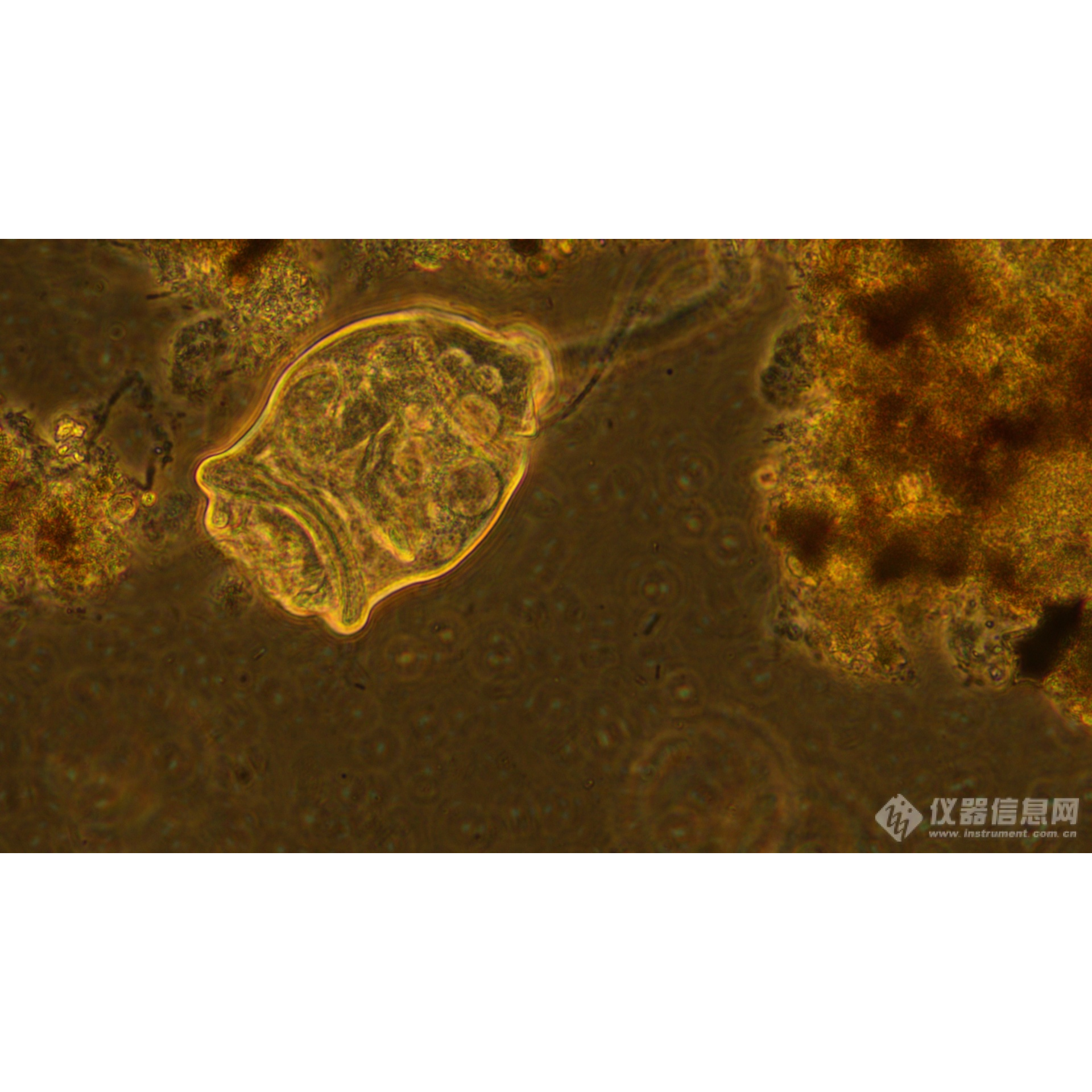 实验级倒置生物显微镜 生物显微镜LK-90