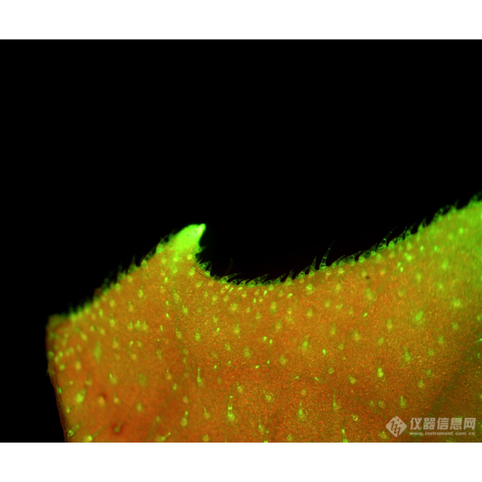活体细胞体视荧光显微镜 LK-TSBM