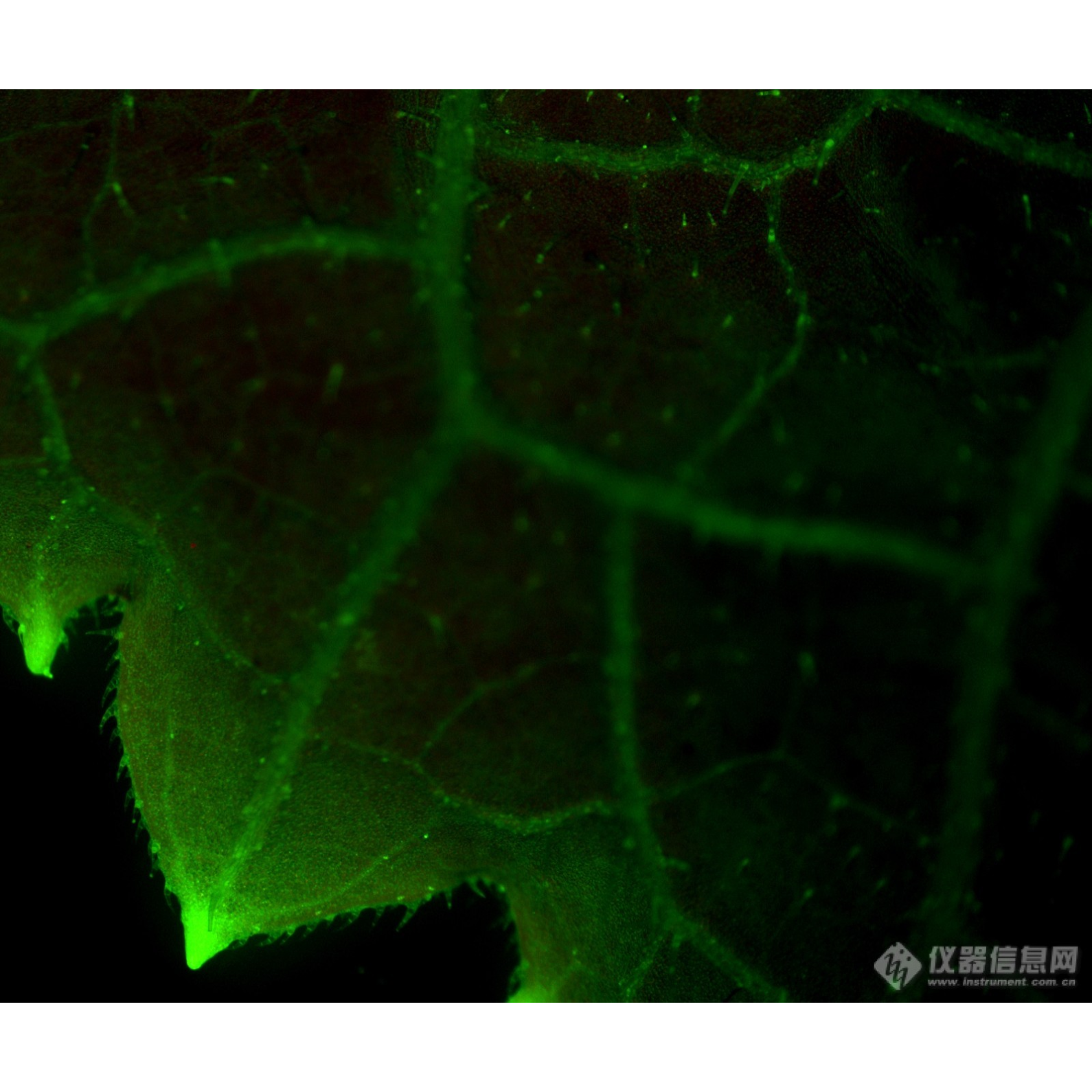 活体细胞体视荧光显微镜 LK-TSBM