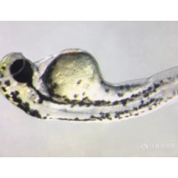 斑马鱼观察体视生物显微镜