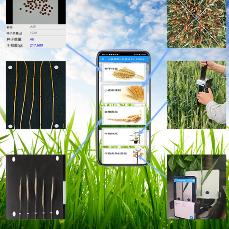 水稻表型检测系统
